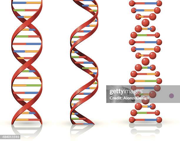 dna - helix stock-grafiken, -clipart, -cartoons und -symbole