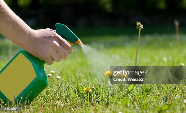 spraying the dandelions - spuit stockfoto's en -beelden