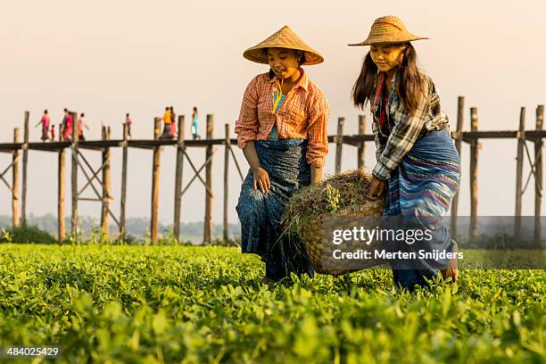 women farming ground nuts at u bein bridge - u know stock pictures, royalty-free photos & images