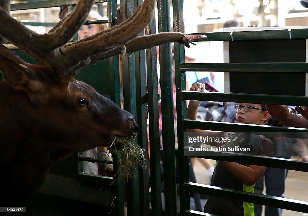 Iowa State Fair: Annual Midwestern Summer Rite