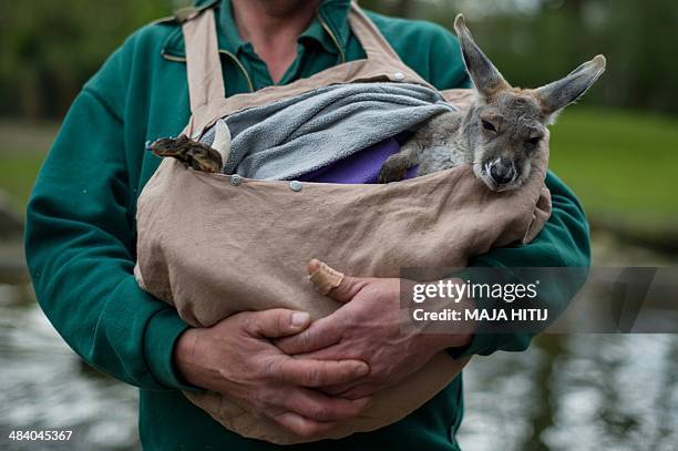 Zoo keeper Thomas Feierabend carries a kangaroo baby named Josey as the zoo hold their annual inventory at the Hagenbeck zoo in Hamburg on April 11,...