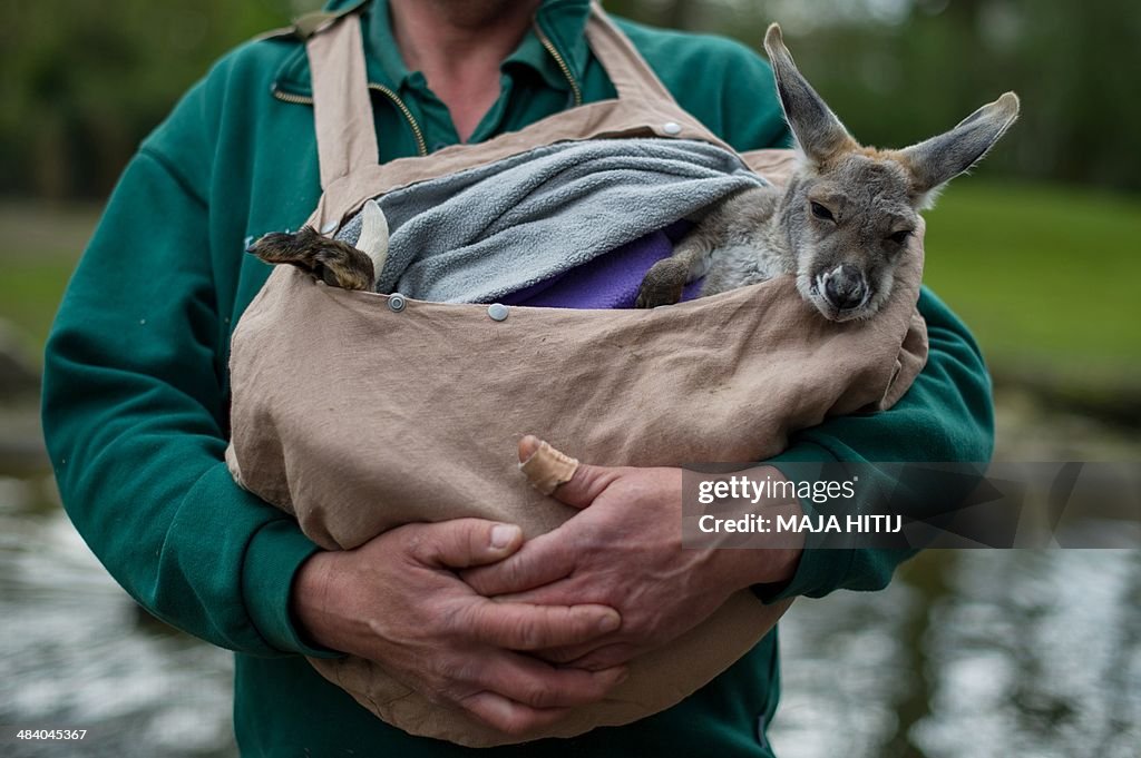 GERMANY-ANIMAL-KANGAROO