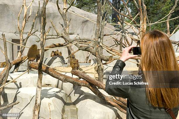 Visitor takes photos of Guinea baboons in the Sahel-Sudan biozone at the Zoological Park of Paris on April 8, 2014 in Paris, France. After 6 years of...