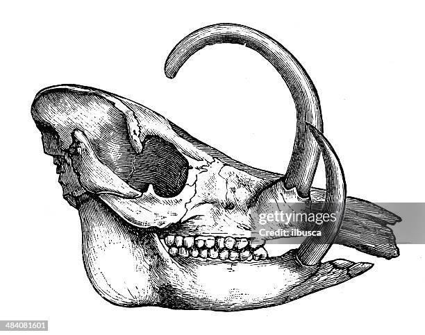 antique illustration of babirusa (sus babirusa) skull - boar tusk stock illustrations