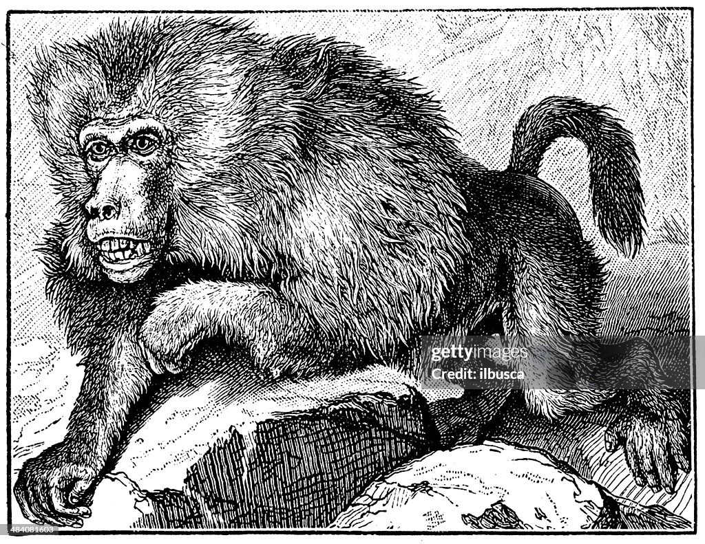 Antique illustration of hamadryas baboon (Papio hamadryas)