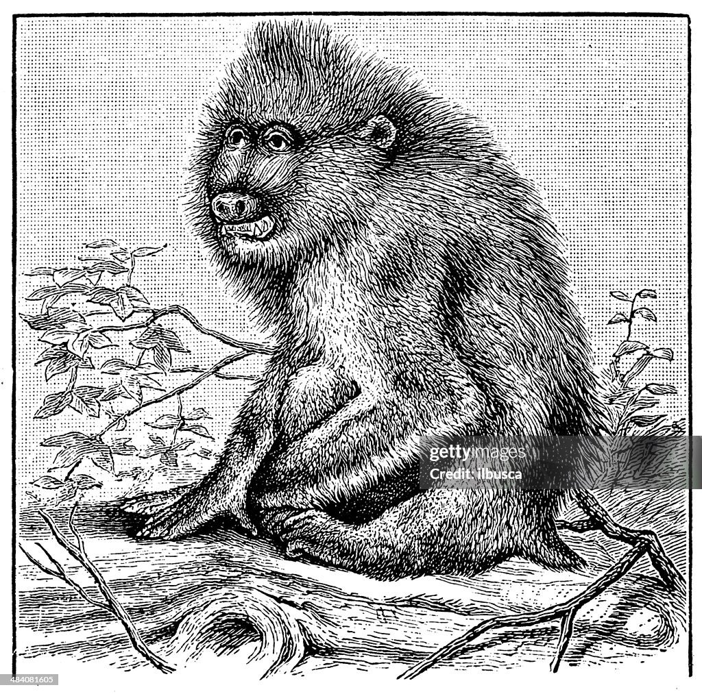 Mandril Vector Antique Illustration Of Mandrill High-Res Vector Graphic - Getty Images