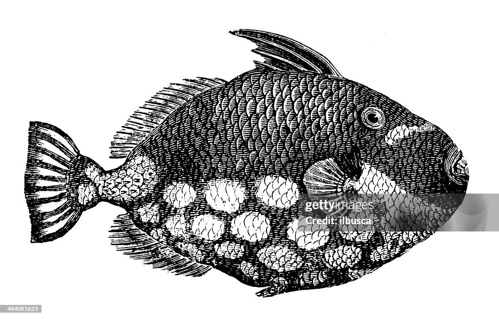 Antique illustration of Clown triggerfish (Balistoides conspicillum)