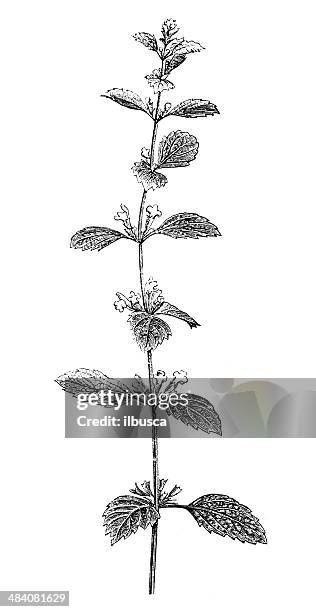 stockillustraties, clipart, cartoons en iconen met antique illustration of lemon balm (melissa officinalis) - lemon balm