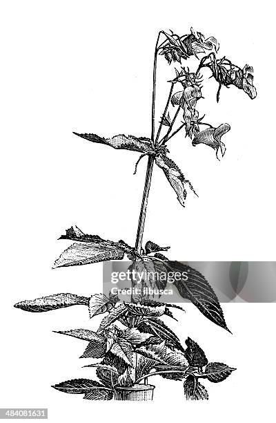 antique illustration of impatiens, jewelweed, touch-me-not, snapweed - jewelweed stock illustrations