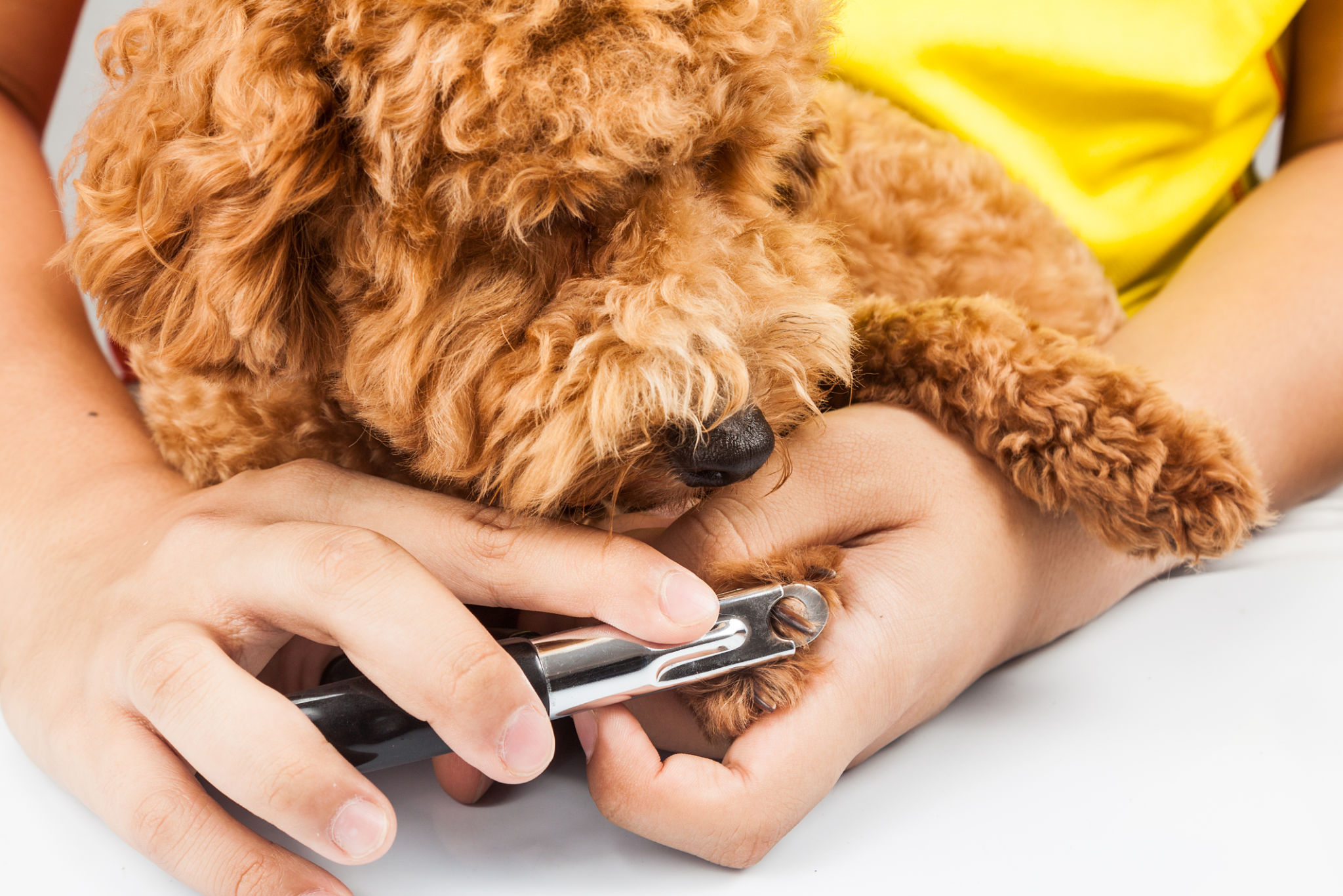 dog nail trimming