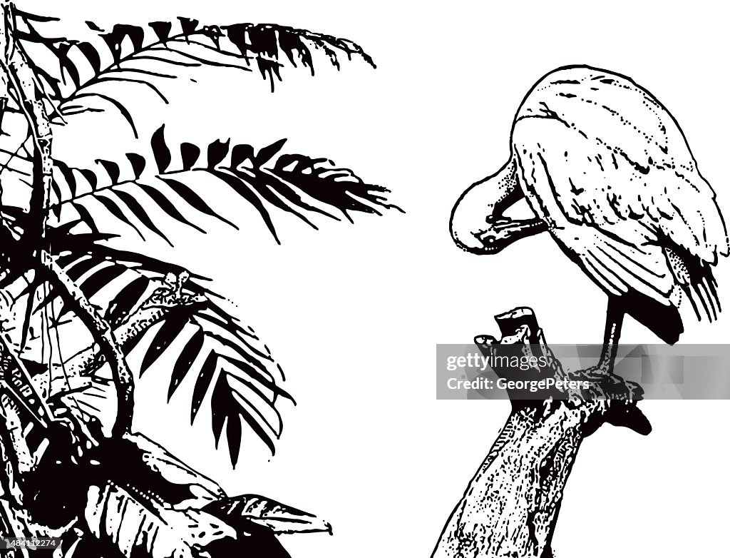 Tropical Bird Preening Itself