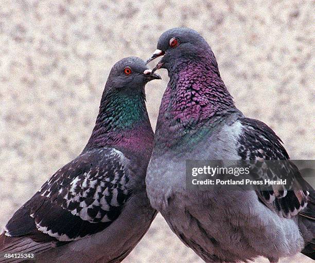 Bird Chest Ruffles Puffy Birds Photos and Premium High Res Pictures - Getty Images