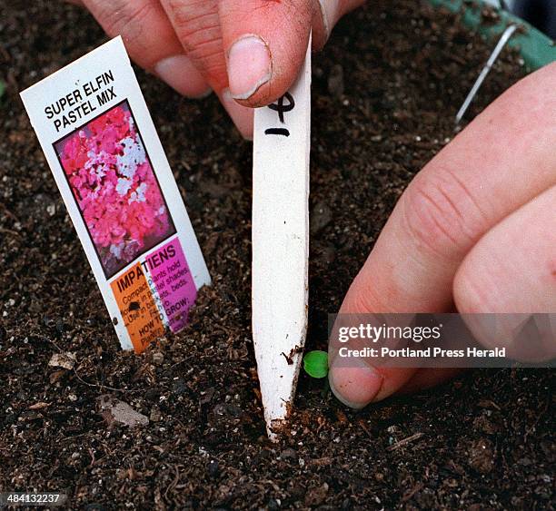 Friday, March 15, 1996 -- An Impatiens seedling contrasts its small size as it is planted next to a name card in a hanging pot by Marianne Marstaller.