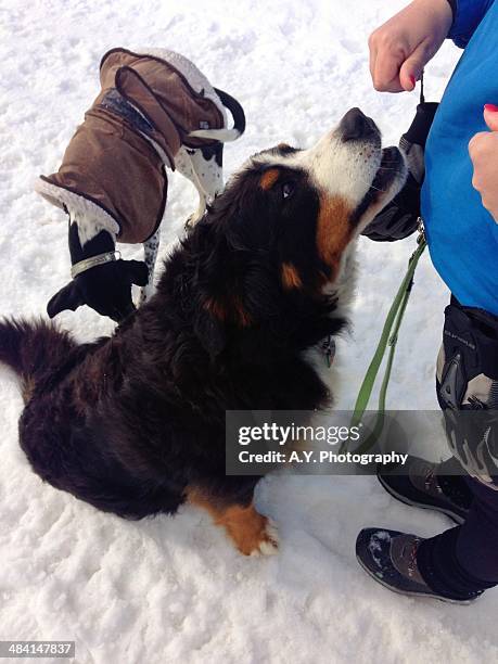 walking the dog - saanen stock pictures, royalty-free photos & images