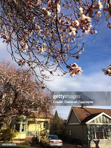 Bc Spring Graphics 536 Victoria Bc Spring Stock Photos, High-Res Pictures, and Images ...