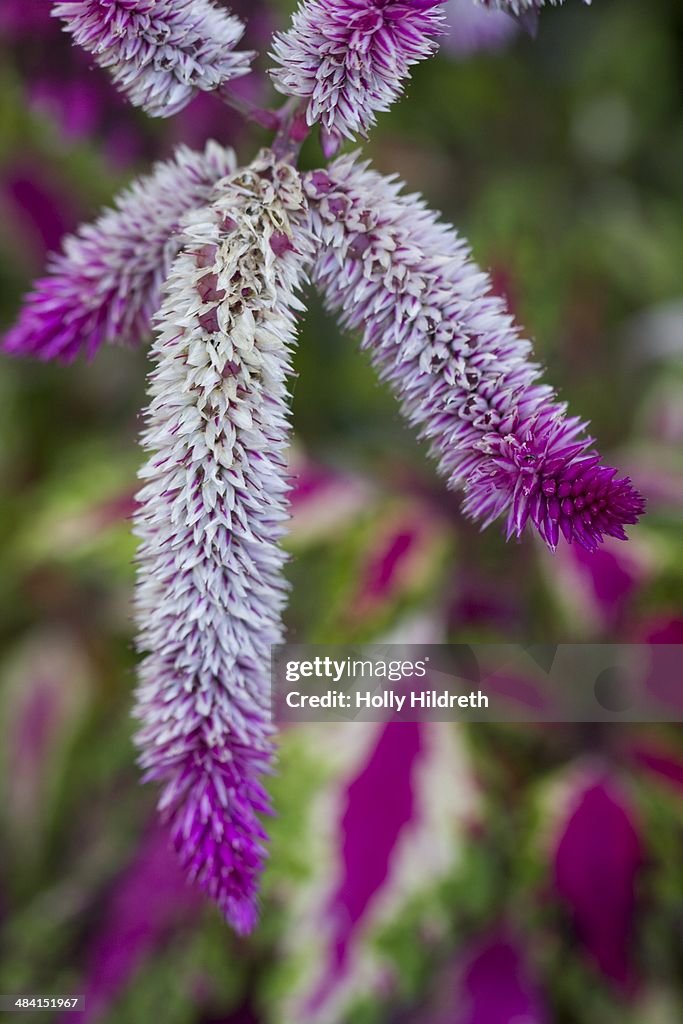 Perfect Purple!