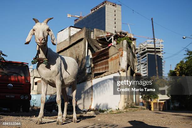 Goat stands in the Vila Autodromo 'favela' community, with Olympic Park construction rising in the background, on August 15, 2015 in the Barra da...