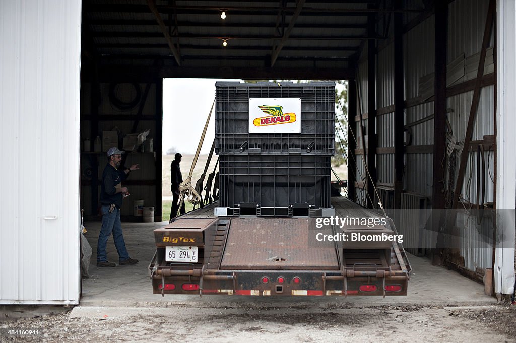 Farmers Take Corn Seed Delivery As Outlook For Exports Improves