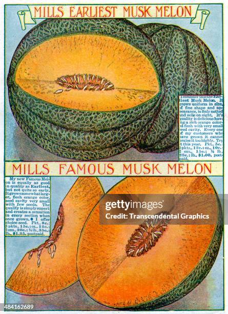 Lithographic illustration in the seed catalog from Mills Seed Company concerns the Musk Melon, issued in Rose Hill, New York in 1905.