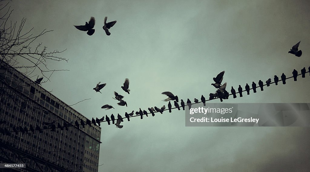 Birds on a wire