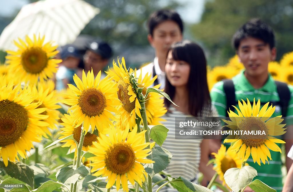 JAPAN-LIFESTYLE-SUNFLOWERS