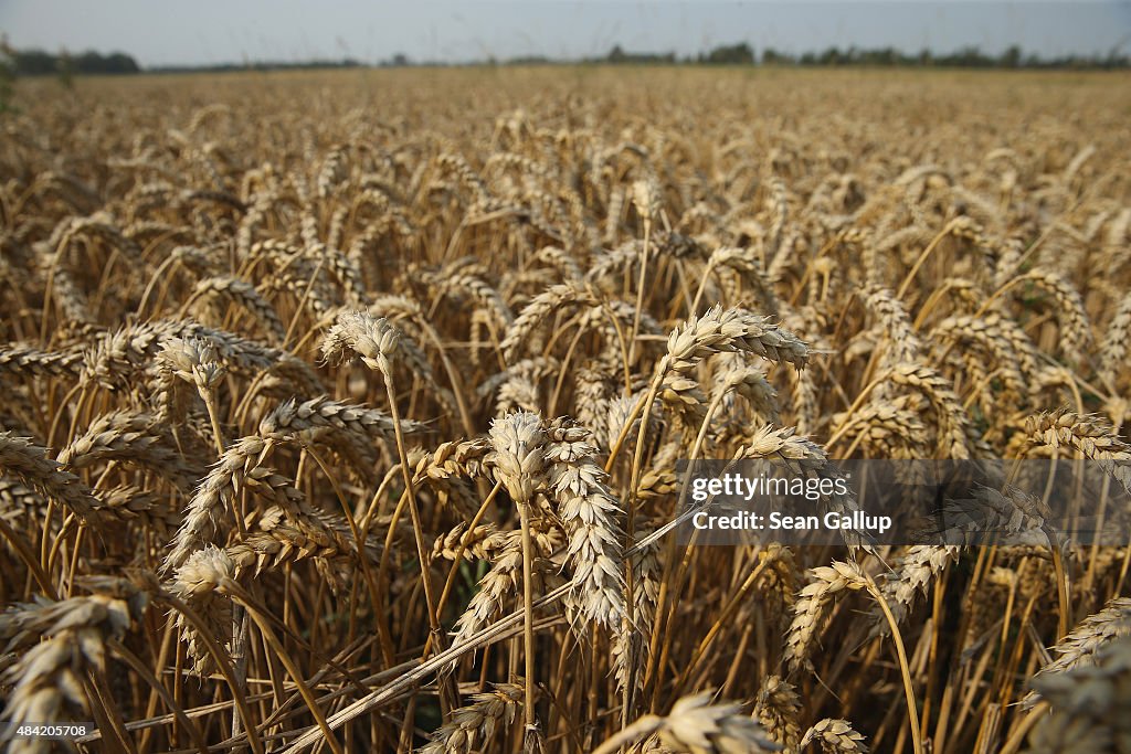 Farmers Association To Announce Grain Harvest Results