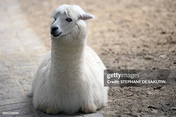 An Alpaga is pictured on August 16, 2015 at the menagerie of the Jardin des Plantes botanical garden in Paris. The menagerie created in 1794 is one...