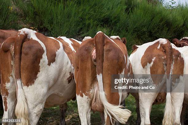 ass cow - rump stock-fotos und bilder