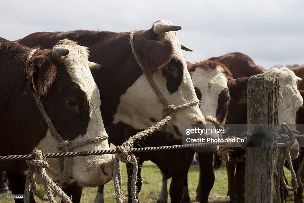 Cows