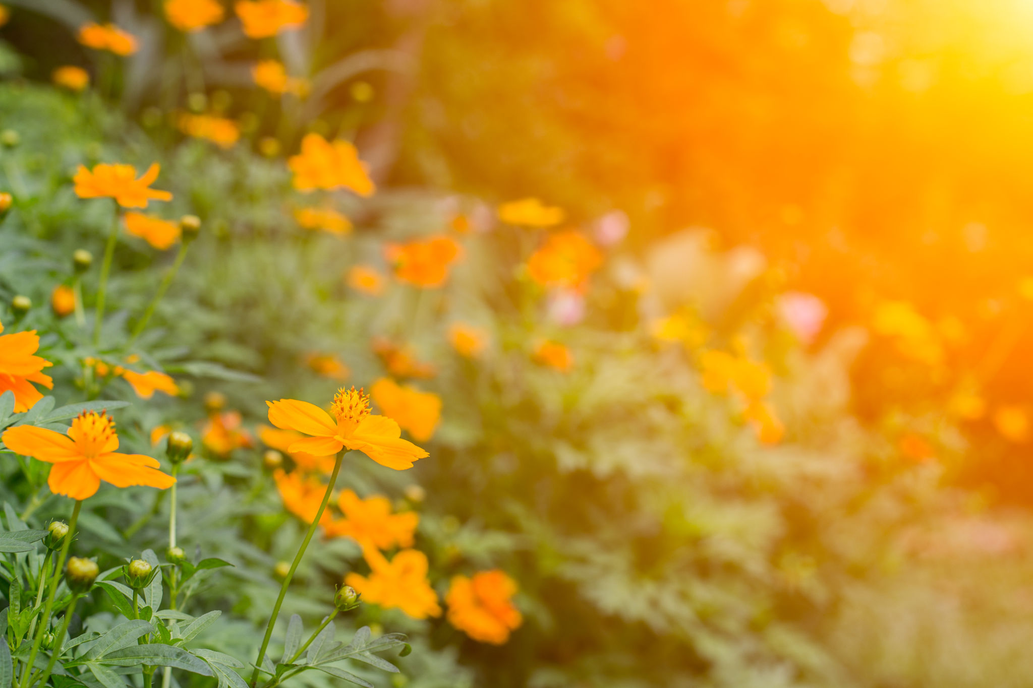 orange garden