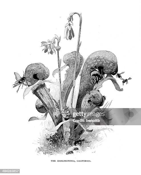 carnivorous darlingtonia plant - cobra lily stock illustrations