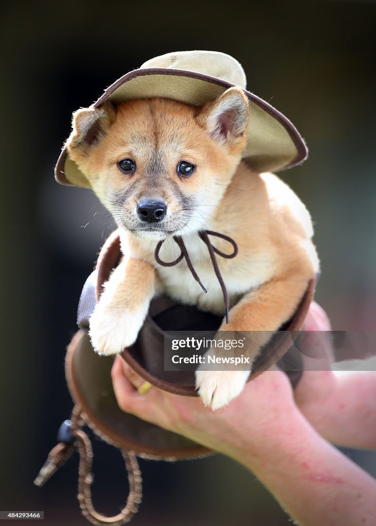 Dingo Puppies At Jirrahlinga Koala & Wildlife Sanctuary