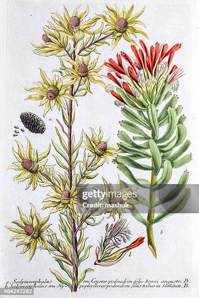 protea plant, a 18th century botanical illustration - protea stock illustrations