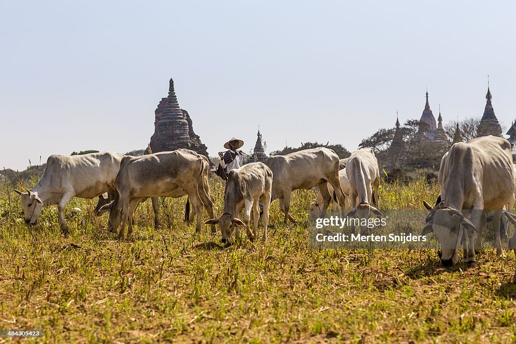 Cow shepherd directing herd before temples