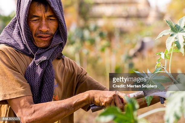 man harvesting spiky green fruits with knife - podão imagens e fotografias de stock