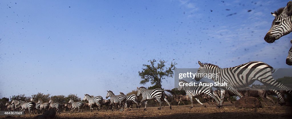 Zebra and Wildebeest mixed herd running