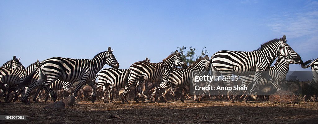 Zebra and Wildebeest mixed herd running