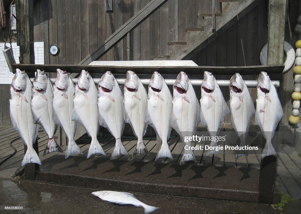 Caught halibut on display in Alaska