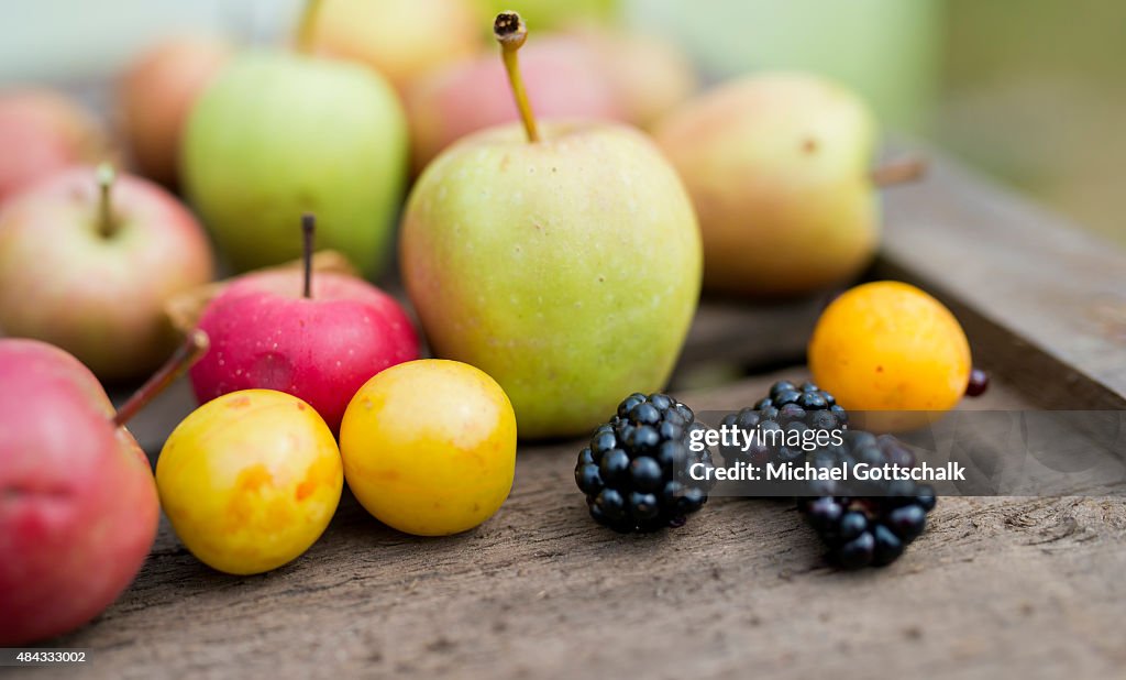 German Education Minister Johanna Wanka Harvests Fruits