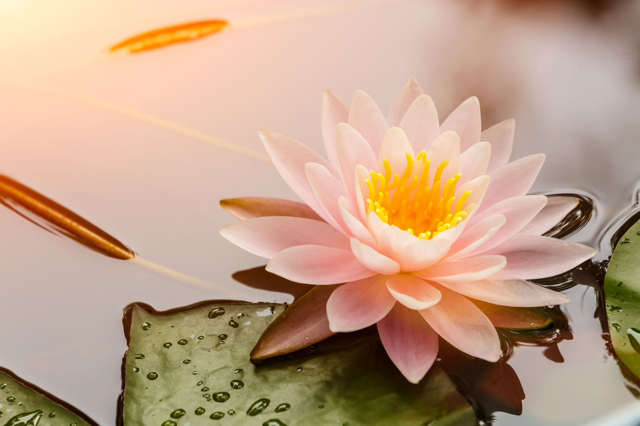 waterlily or lotus flower blooming in the pond waterlily or lotus flower blooming in the pond