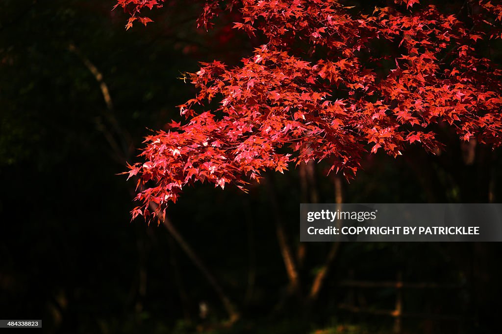 RED MAPLE