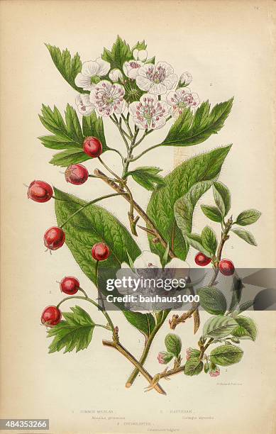 cranberry, medlar fruit, hawthorne berry and cotoneaster, victorian botanical illustration - cranberries stock illustrations