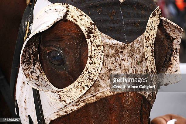 Criterion after winning Race 6, the BMW Australian Derby during day one of The Championships at Royal Randwick Racecourse on April 12, 2014 in...