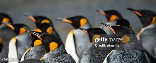 große kolonie von pinguinen im süden von georgia mit king-size-bett - antarktis tiere stock-fotos und bilder