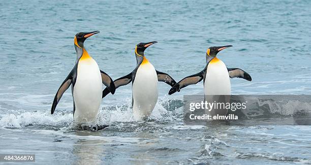 penguins drei king-size-bett im meer im süden von georgia - insel south georgia island stock-fotos und bilder