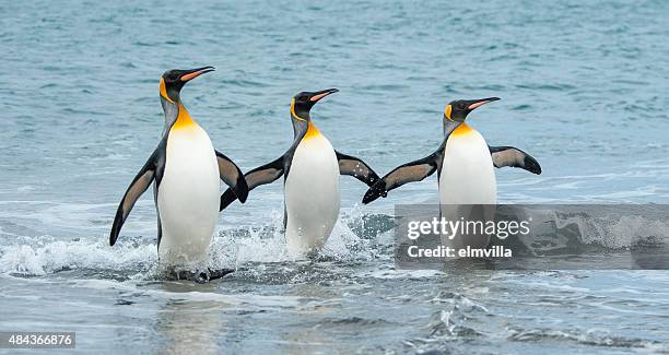 three king penguins in the sea of south georgia - king penguin stockfoto's en -beelden