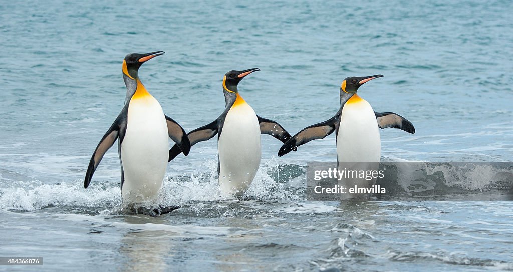 Three King Penguins in the sea of South Georgia