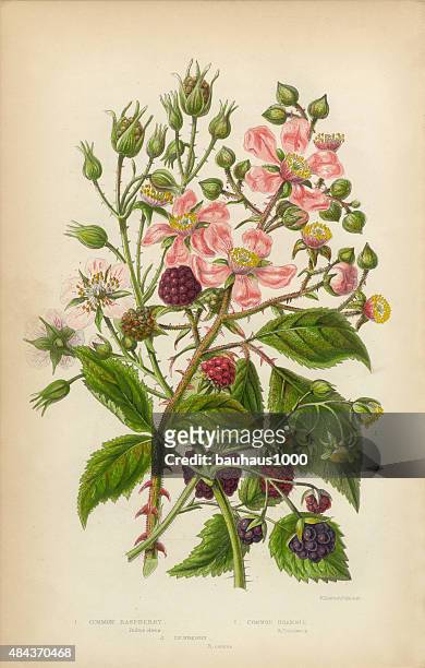 himbeere dewberry und bramble, viktorianischen botanischen illustrationen - botany stock-grafiken, -clipart, -cartoons und -symbole