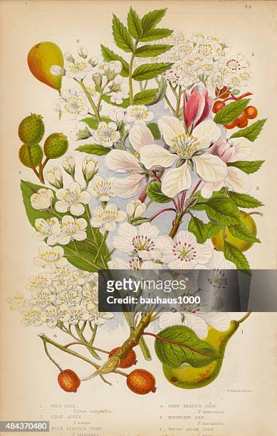 apfel und birne, service und asche bäumen, viktorianischen botanischen illustrationen - birne stock-grafiken, -clipart, -cartoons und -symbole