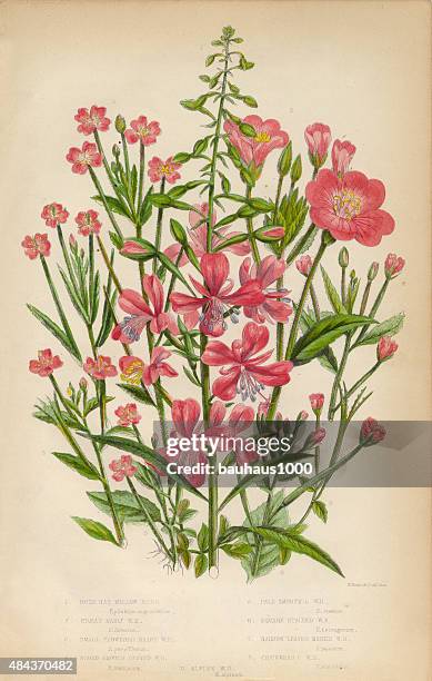 willow herb, bay leaf and chickweed, victorian botanical illustration - willow tree stock illustrations